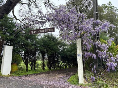 a bush with purple flowers next to a road at Quinta Vale Leitão in Coimbra