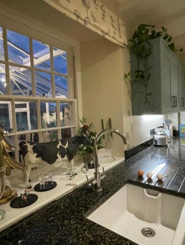 a kitchen with two cows standing on the counter at Treveighan Farmhouse in Saint Teath