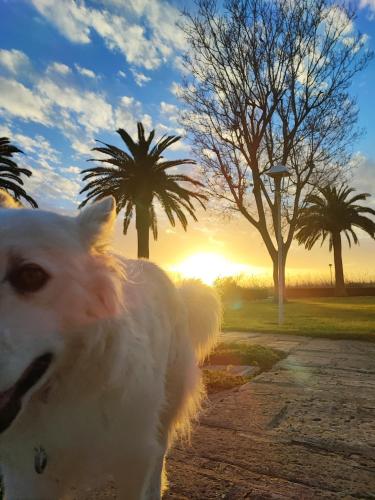 Apartamento residencial Trébol