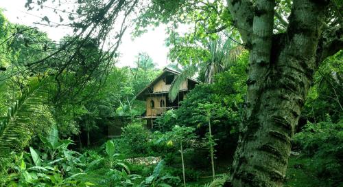 a house in the middle of a forest at Alya Jungle Casitas in San Juanillo