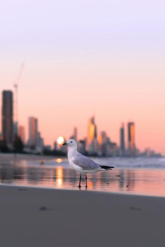 a bird standing on a beach with a city in the background at The Enderley Escape in Gold Coast