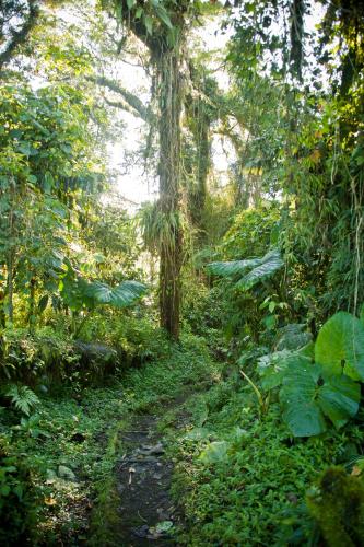 a dirt trail in a forest with trees and plants at Poas Volcano Lodge in Vara Blanca