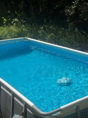 a swimming pool with a turtle in the water at Bulle skys evasion in Gros-Morne