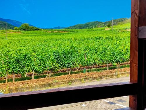 Le Gewurtz'