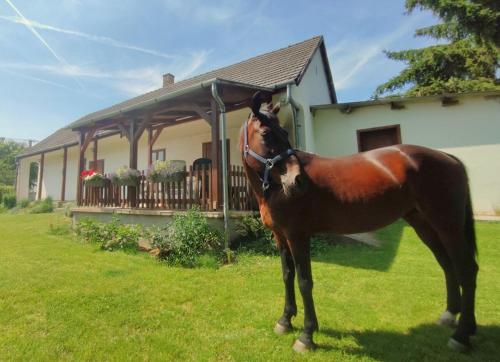 a brown horse standing in front of a house at Minor Major Vendégház in Somogyacsa