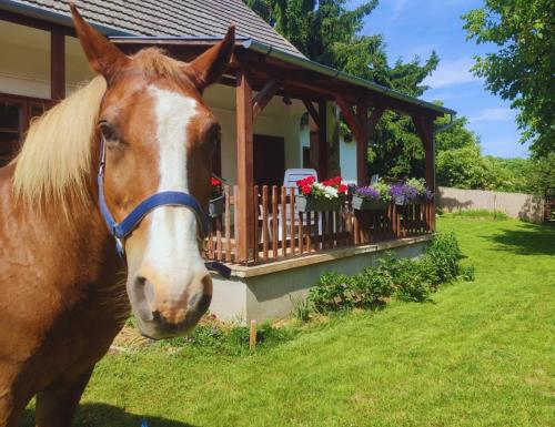 a brown horse standing in front of a house at Minor Major Vendégház in Somogyacsa