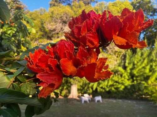 a group of red flowers hanging from a tree at Manbana 322 in Grand-Bourg