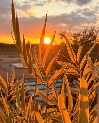 a plant with the sunset in the background at The Purrfect Creative Retreat in Gainsborough