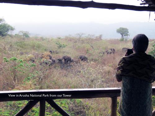 a person taking a picture of a herd of elephants at Meru Mbega Lodge in Usa River
