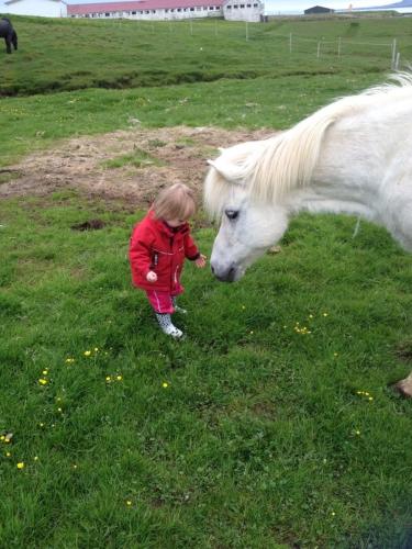 a little girl feeding a white horse in a field at Skjólsteinar in Grundarfjordur