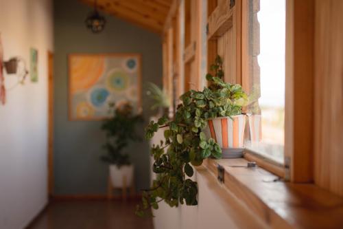 two plants on a window sill in a room at Hosteria Casa kuyen in El Calafate