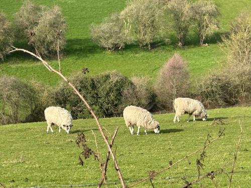 three sheep grazing in a field of green grass at fAiRy DeLL Guesthouse 24-7 check in, cozy lockable rooms, tv, tea tray with choccies, free wifi and parking, COA, all are welcome in Bradford