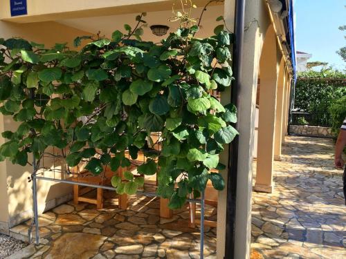 Puncet Apartments - 2BR with big terrace and BBQ