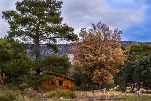 a wooden cabin in a field with trees at El Llano de los Conejos Serranía de Cuenca in Cañamares