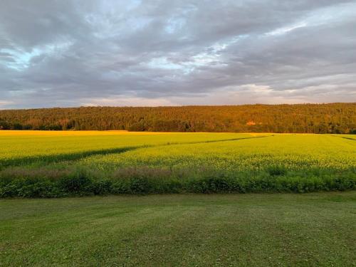 a large green field with a field of yellow flowers at Chalet l'Intemporel - St Lawrence View in Notre-Dame-du-Portage