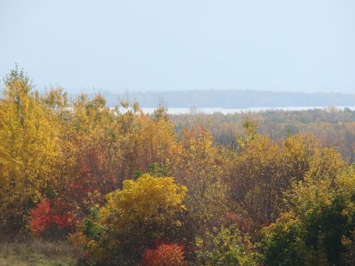 an overview of a forest of trees in the fall at Auberge de l'Abbaye d'Oka in Oka