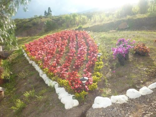 a large garden of flowers in a field at Posada San Esteban in Sutamarchán