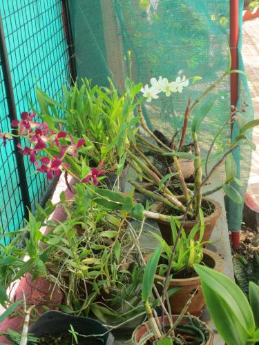 a group of plants in pots next to a fence at Sea Pearl Guesthouse in Candolim