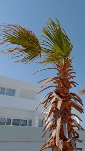 a palm tree in front of a white building at Seapalm Villa - Elegant Stay - Steps from the Sea in Lachania