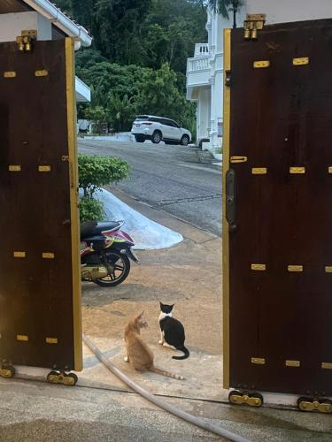 two cats sitting on the sidewalk next to a building at BOUTIQUE-VILLA with Suites & Rooms in Karon Beach