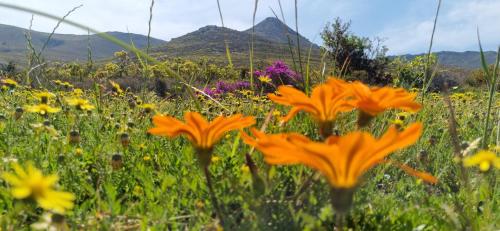 a field of flowers with a mountain in the background at Phillipskop Eco-Chalets in Stanford