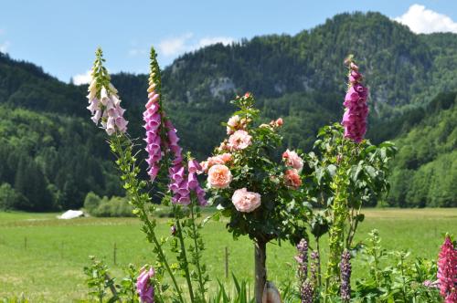 a bunch of flowers in a field with mountains in the background at Ferienwohnung Dichtlbauer in Sankt Gilgen