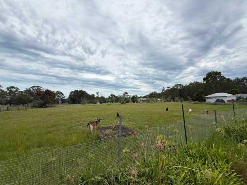 a dog standing in a field behind a fence at Spacious Queen and Single Farmhouse Room in Worragee