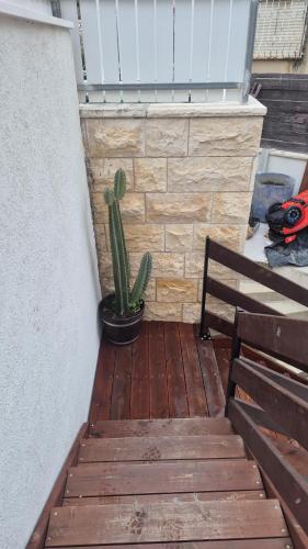 a cactus sitting on a wooden deck with a bench at Urban garden loft 3 in Haifa