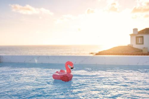 a pink swan in the water in a pool at Villa Belafonte in Câmara de Lobos
