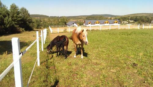 two horses standing in a field next to a fence at Hotel & Restauracja Okrąglak in Chęciny
