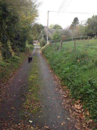 a black cat walking down a dirt road at La Gilberdiere in La Rochelle-Normande