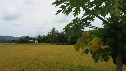 een grasveld met een bananenboom op de voorgrond bij Cahaya Kasih Homestay in Kangar