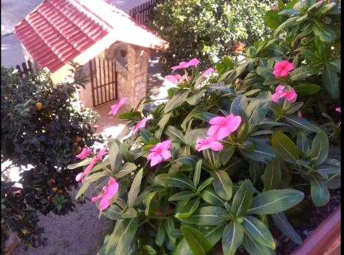 a garden with pink flowers and a bird house at Casa Belvedere in Agrigento
