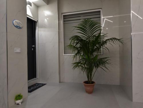 a potted plant in a room with a window at House Nonno Viky in Volla