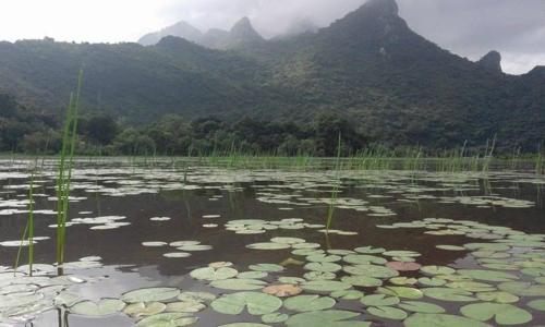 a lake with lily pads in front of a mountain at Lungcha Homestay in Sam Roi Yot