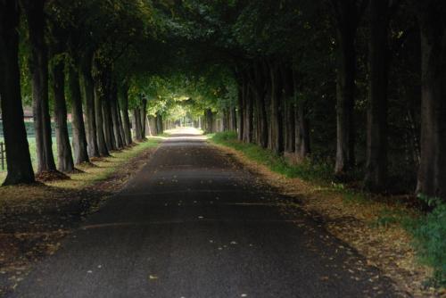an empty road lined with trees on either side at Vledderstee in Vledderveen