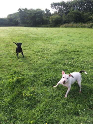 two dogs are playing in a field of grass at Barton Gate Farm B&B in Bude