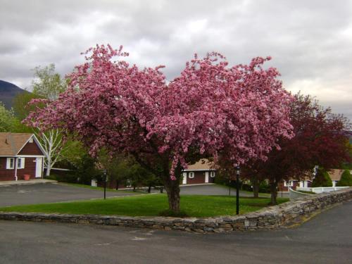 a tree with pink flowers on a street at Manchester View in Manchester
