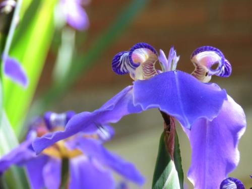 a close up of a purple orchid flower at Pousada Magia da Montanha in Visconde De Maua