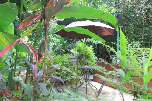a garden with lots of plants and an umbrella at La Posada Jungle Hotel in Manuel Antonio