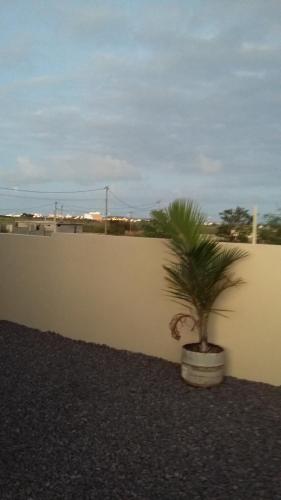 a palm tree in a pot next to a wall at Kaz Resident in Plaine Magnien