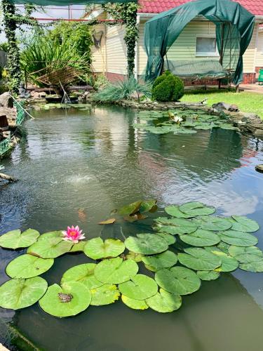 a pond filled with lots of lily pads and a pink flower at Cottage EcoComfort in Sagunovka