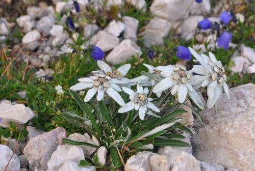 a group of white and blue flowers on rocks at Apartments Pri nas in Kobarid