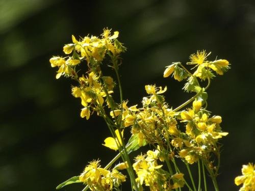 a bunch of yellow flowers on a plant at Guesthouse Rodamos in Taxiarchis
