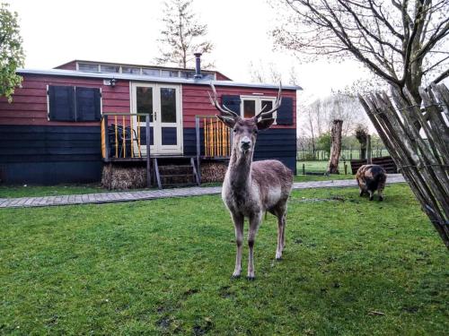 a deer standing in the grass in front of a house at B&B 't Maartensdijkse Bos in Maartensdijk