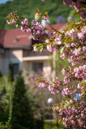 a tree with pink flowers in front of a house at Bogolvar Retreat Resort - Курорт для усамітнення "Богольвар" in Antalovtsi