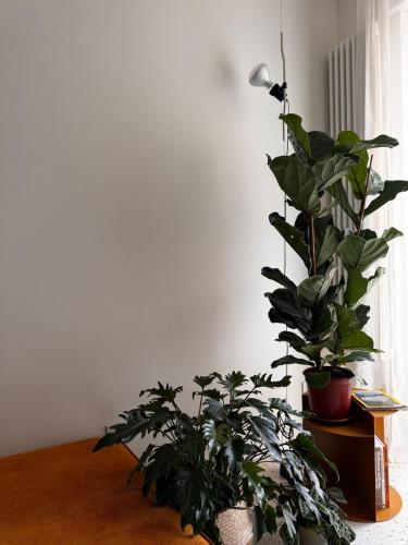 Botanical modernist home - Milanese living