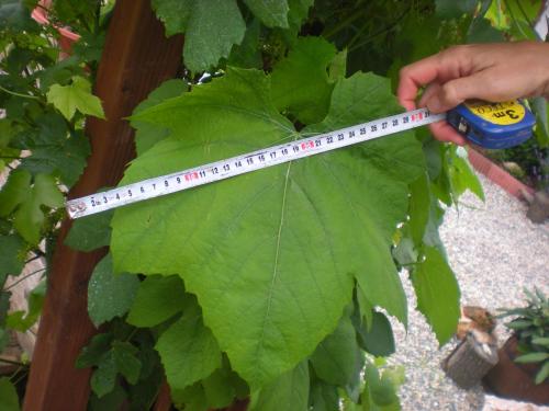a person measuring a green leaf with a ruler at Sophia Cozy Self Catering Apartment in Dolní Břežany