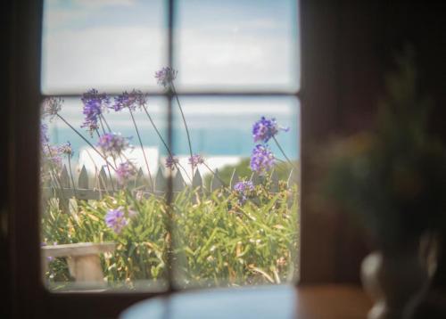 a window view of purple flowers in a garden at Devlin's Cottage in Cape Bridgewater
