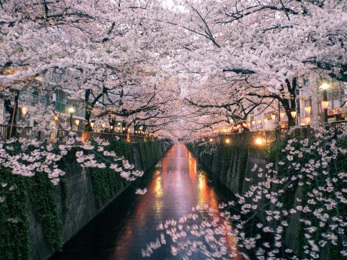 a river with cherry blossomed trees and a city at The Westin Tokyo in Tokyo